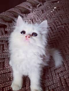 persian kitten