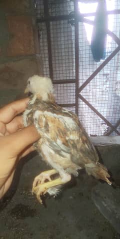 Aseel murga my Whatsapp 03009425275