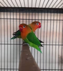 Lovebirds available