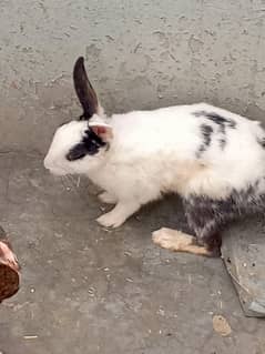 Red eyes Pair rabbit beautiful 03454162260