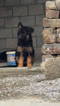 German shepherd puppies Double CoatMy WhatsApp number 03407290940