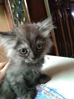 kitten
