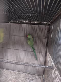 Ringneck breeding pair