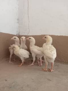 heera chicks