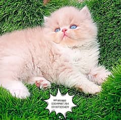 pure Persian male kitten piki/semi punch face CFA piki/peke bloodline