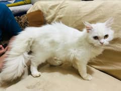 Cat Persian