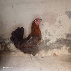 desi hen