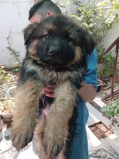German Shepherd Long Coat – Healthy, Active & Pure Breed
