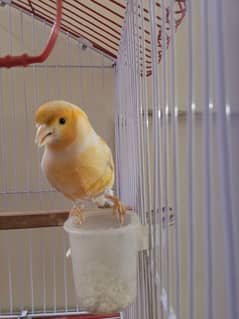 Red Factor Canary finch breeder pair
