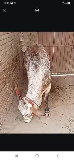 bulls/cow