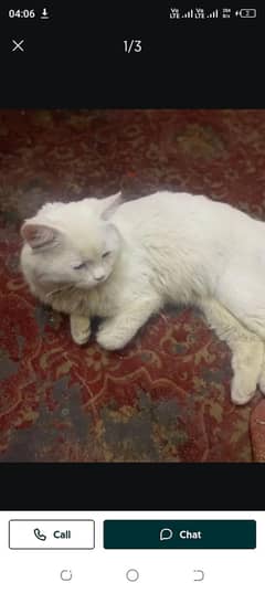 Persian
