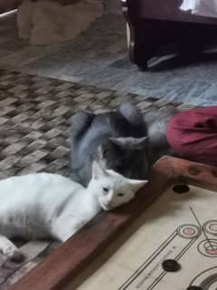White female Persian cat