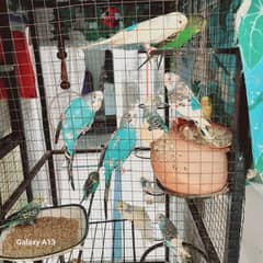 parrots