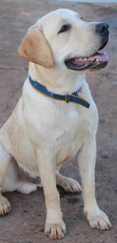 12 months old Labrador female