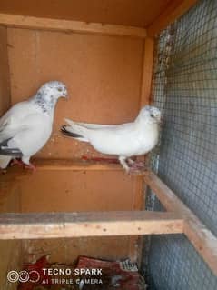 Pigeons