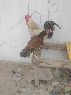 murga murgi murgi aseel hai pure white ankh ki hai zero size Ando pe h