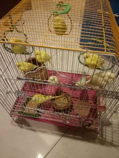 Budgie, cocktail