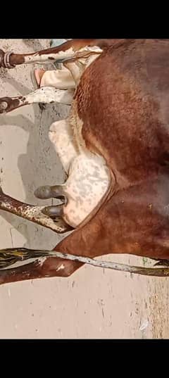 جرسی