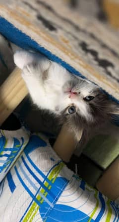 Pure Persian Kittens Blue Eyes Double and Trple Coated For Sale