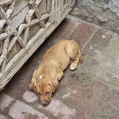 pitbull
