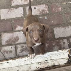pitbull
