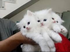 Cat Persian cat babykittens Blue eyes ωatsap03286487884