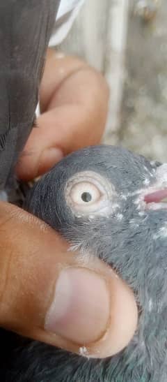 kabotar