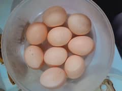 bantam eggs