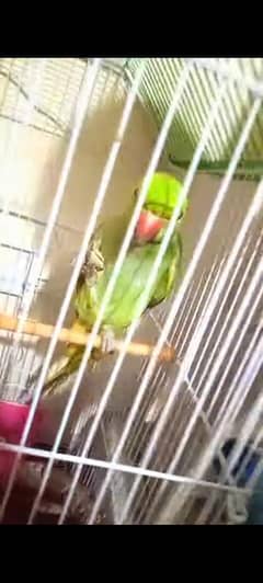 parrot