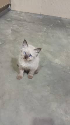 Himalayan kitten/ Triple coated/ Blue eyes / 03247627801
