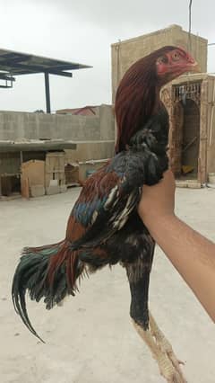 aseel patha for sale available 1.5 year age lakha print long legged