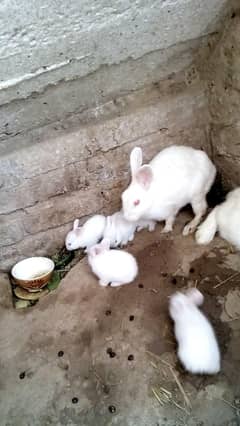 Rabit sale