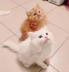 Cat Persian | cat baby | kittens | Blue eyes | ωatsap03286487884