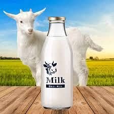 Fresh goat milk 100% pure available in lahore