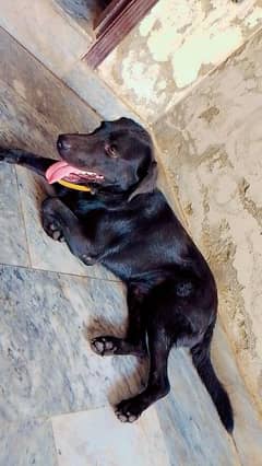 3 year Old Lab Dog. Its family dog