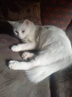 male and female cat