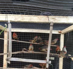 Strawberry finches (multiple pairs) for sale - 1 year old