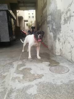 American Bulldog male 1.5yrs