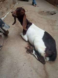 Female Goat