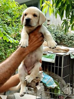 Labrador puppy