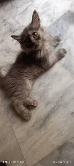 persain kittens for sale Male female and pair also available