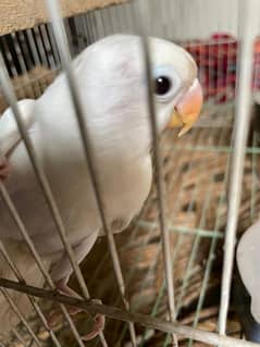 Albino split red eye