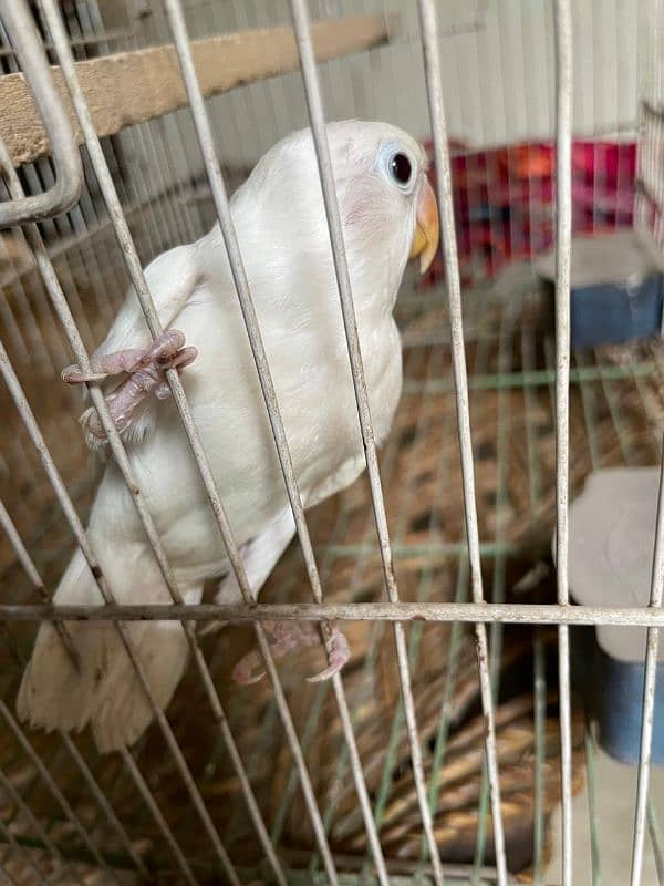 Albino split red eye 1
