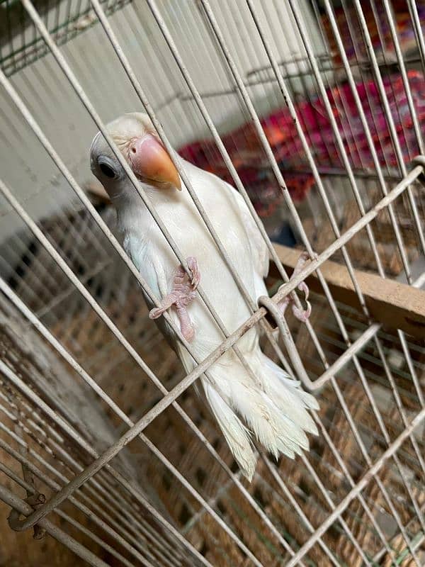 Albino split red eye 2