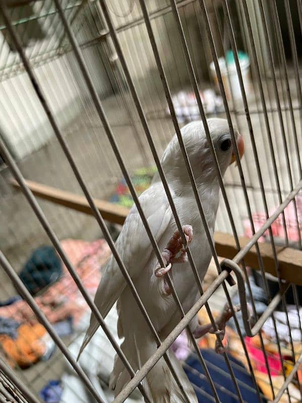 Albino split red eye 3