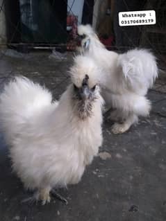 Imported bloodline silkey young breeder pair for sale