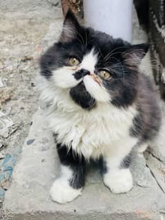 02 persian male for sale