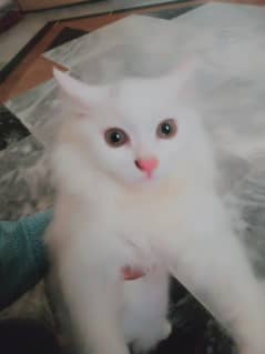 clear persian Male cat