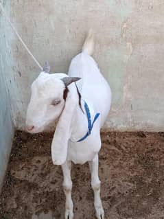 khassi bakra age 11 months best for 2026 qurbani