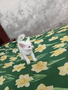 catss